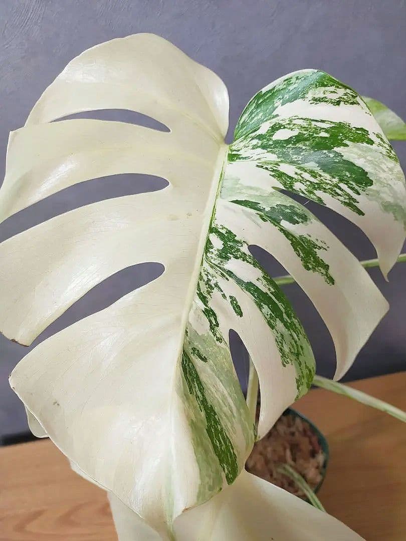 モンステラ ホワイトタイガー 極美株 55cm 斑入りボルシギアナ