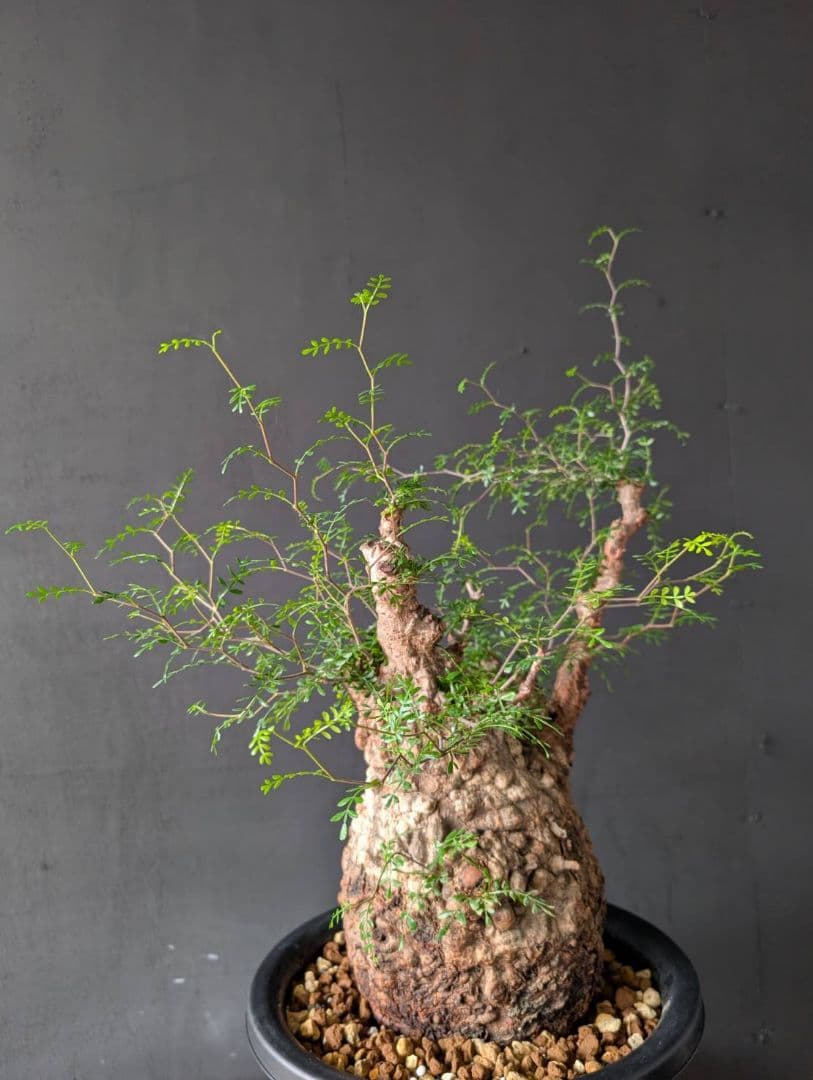 オペルクリカリアパキプス ベアルート 発根 発根管理 塊根 コーデックス