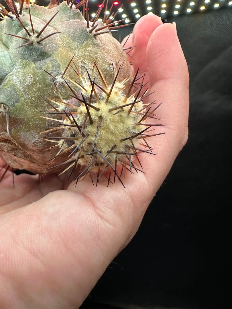 【サボテン_コクオウマル】黒王丸 超特大 2頭