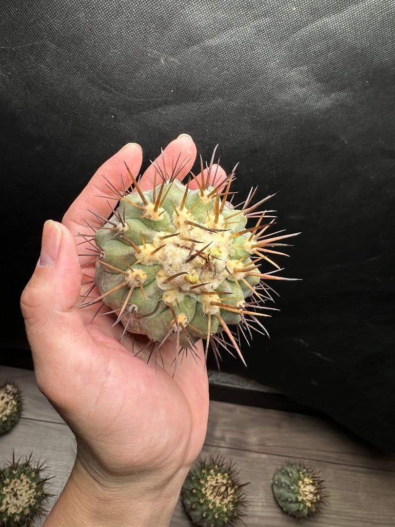 【サボテン_コクオウマル】黒王丸 超特大 2頭