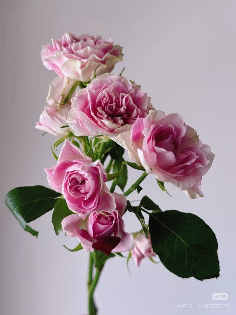 レア切花バラ大苗ブライダルマカロン