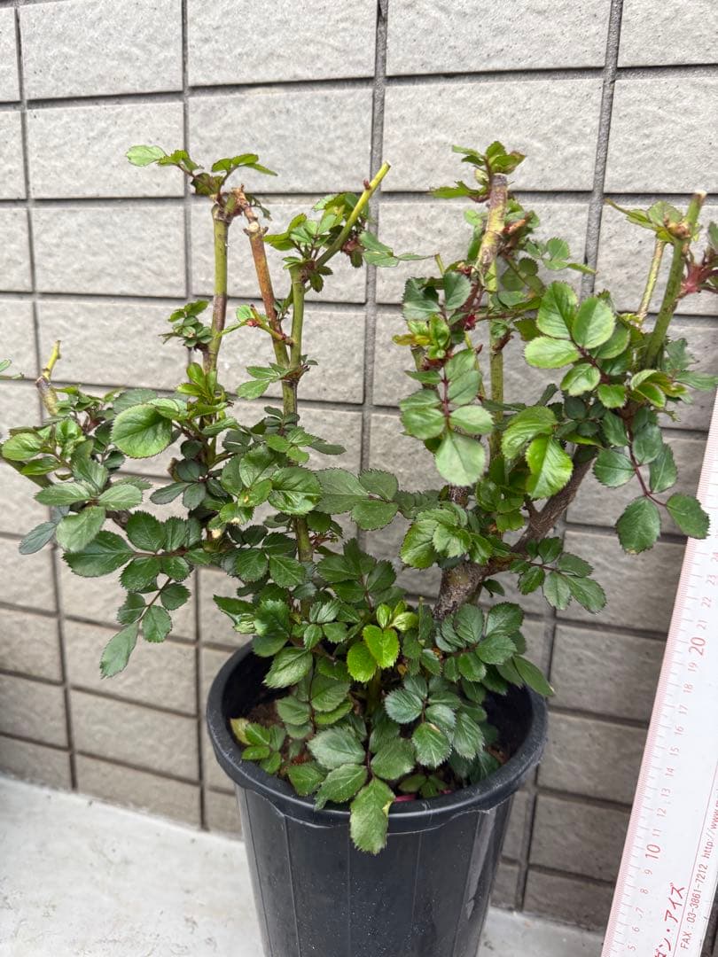 レア切花バラ大苗ブライダルマカロン