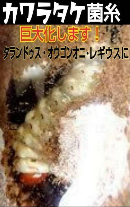 極上！カワラ菌糸瓶【4本】タランドゥス・オウゴンオニクワガタ・レギウスが巨大化！