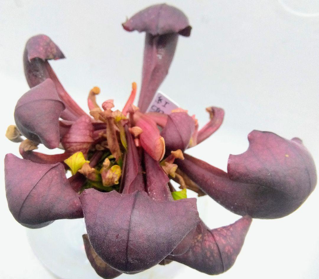 サラセニア　紅兜