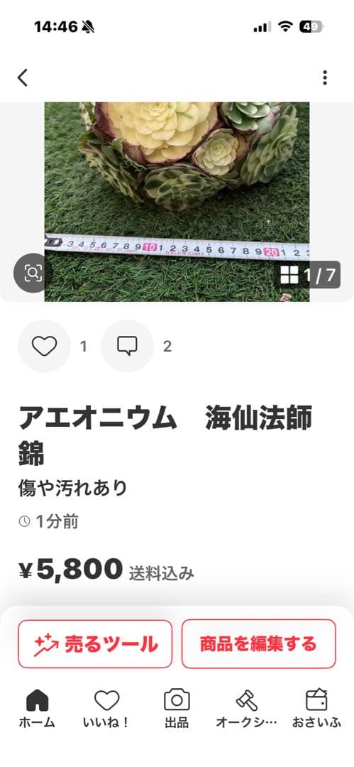 アエオニウム　魅影法師錦　速達発送　chibimimi