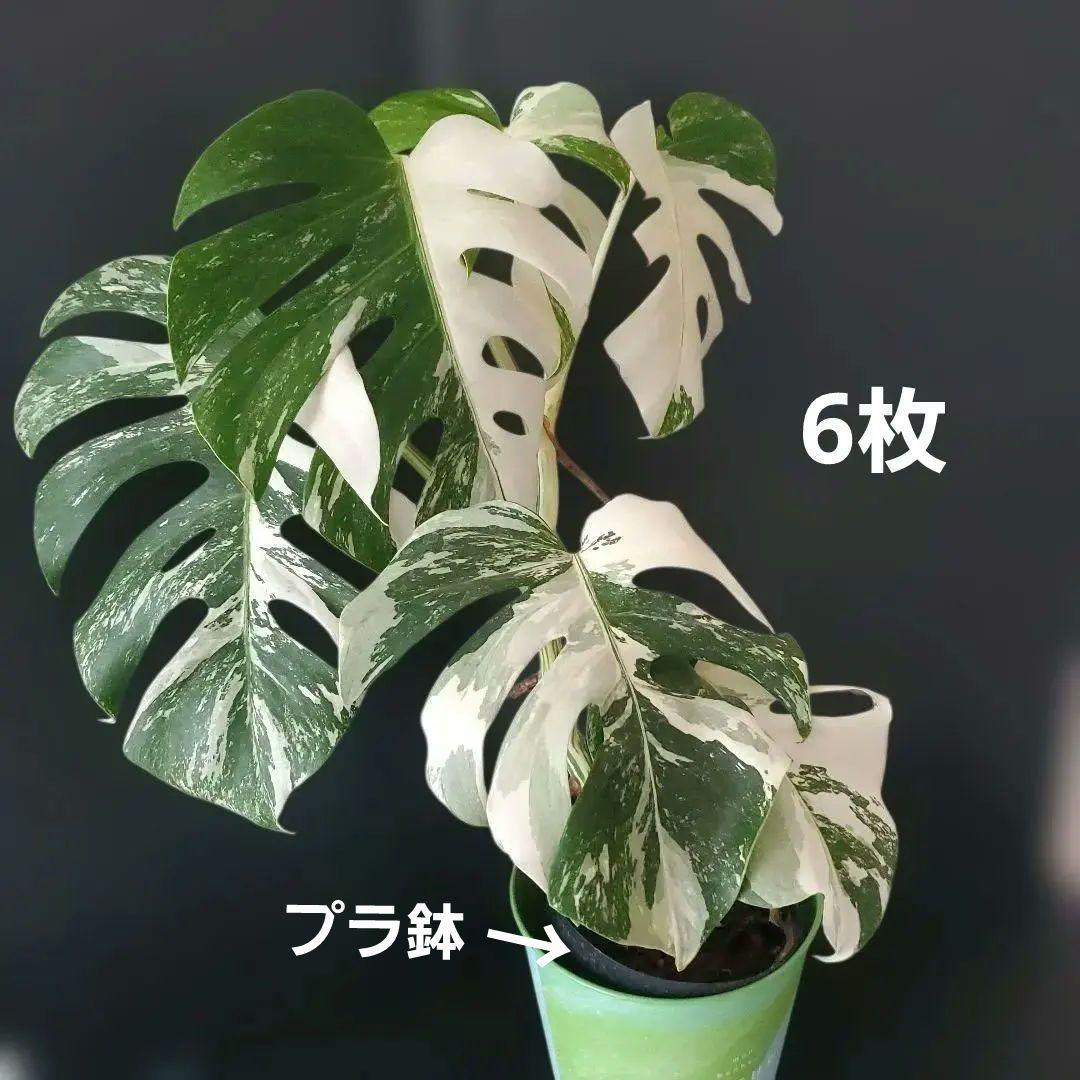 最高級大株　斑入りモンステラ　ボルシギアナ　ホワイトタイガー　ハーフムーン美株