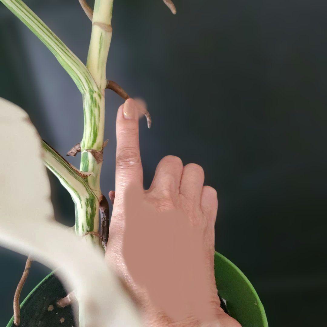 最高級大株　斑入りモンステラ　ボルシギアナ　ホワイトタイガー　ハーフムーン美株