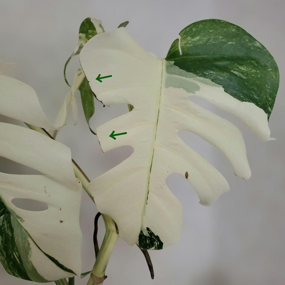 最高級大株　斑入りモンステラ　ボルシギアナ　ホワイトタイガー　ハーフムーン美株