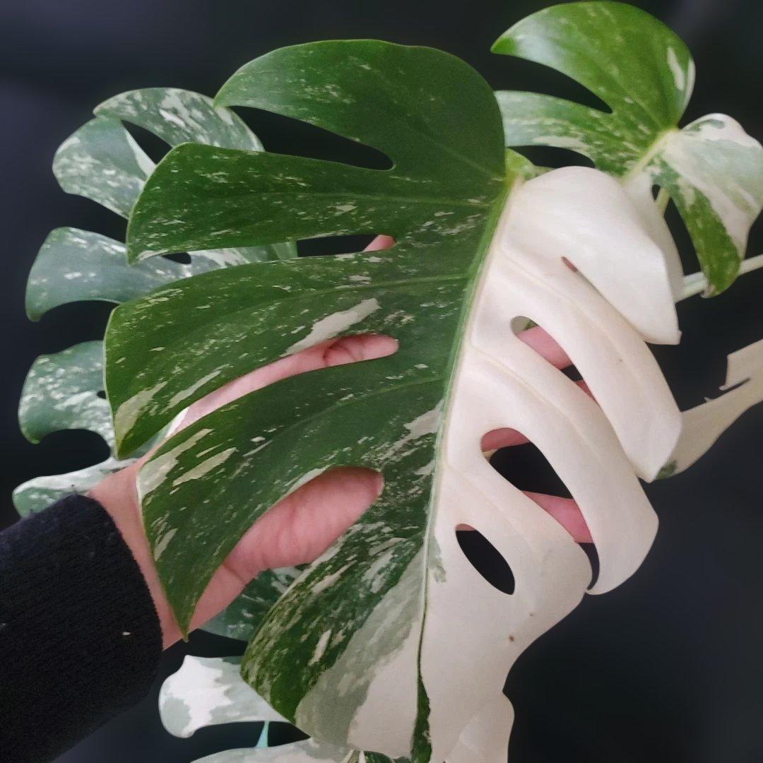 最高級大株　斑入りモンステラ　ボルシギアナ　ホワイトタイガー　ハーフムーン美株