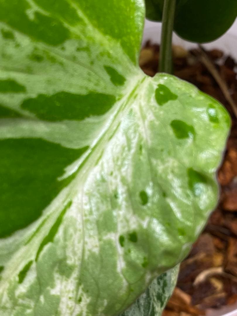 六*ん様 ②【将来有望株‼️】モンステラ　デリシオーサ　バルバソー　フシギダネ/