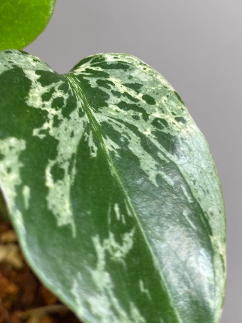 六*ん様 ②【将来有望株‼️】モンステラ　デリシオーサ　バルバソー　フシギダネ/