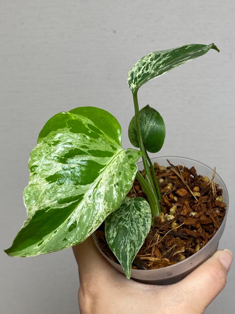六*ん様 ②【将来有望株‼️】モンステラ　デリシオーサ　バルバソー　フシギダネ/