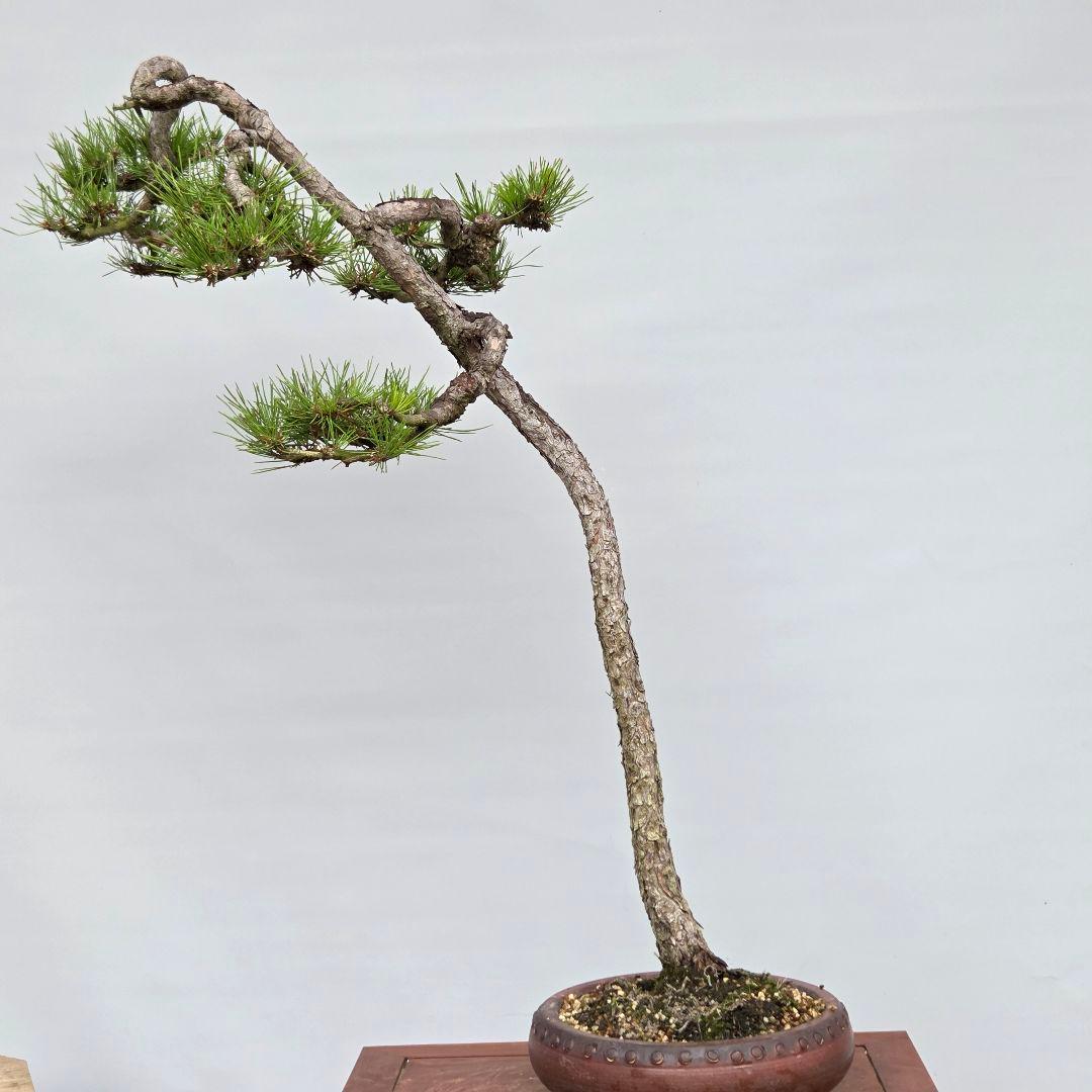 赤松　[文人木]　大品盆栽