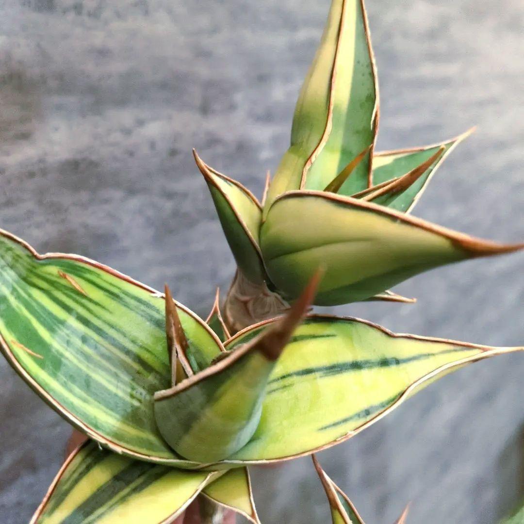 パ*ペ様 サンスベリア　ピングイキュラ　斑入り　3株セット　極上輸入株　ロリダ