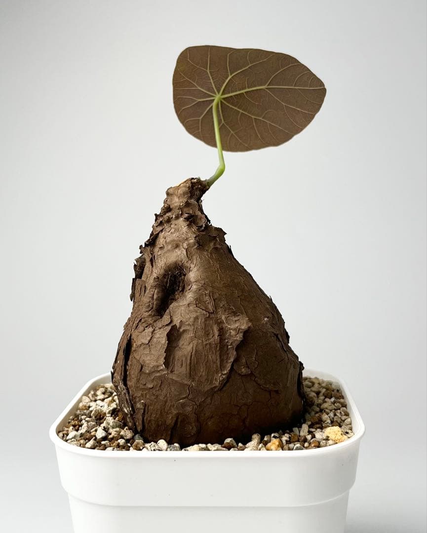 Nasu ステファニア カウィーサキー 鉢植え A-16