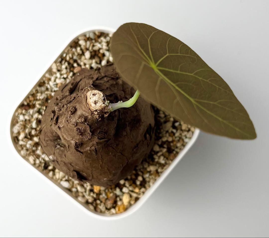 Nasu ステファニア カウィーサキー 鉢植え A-16