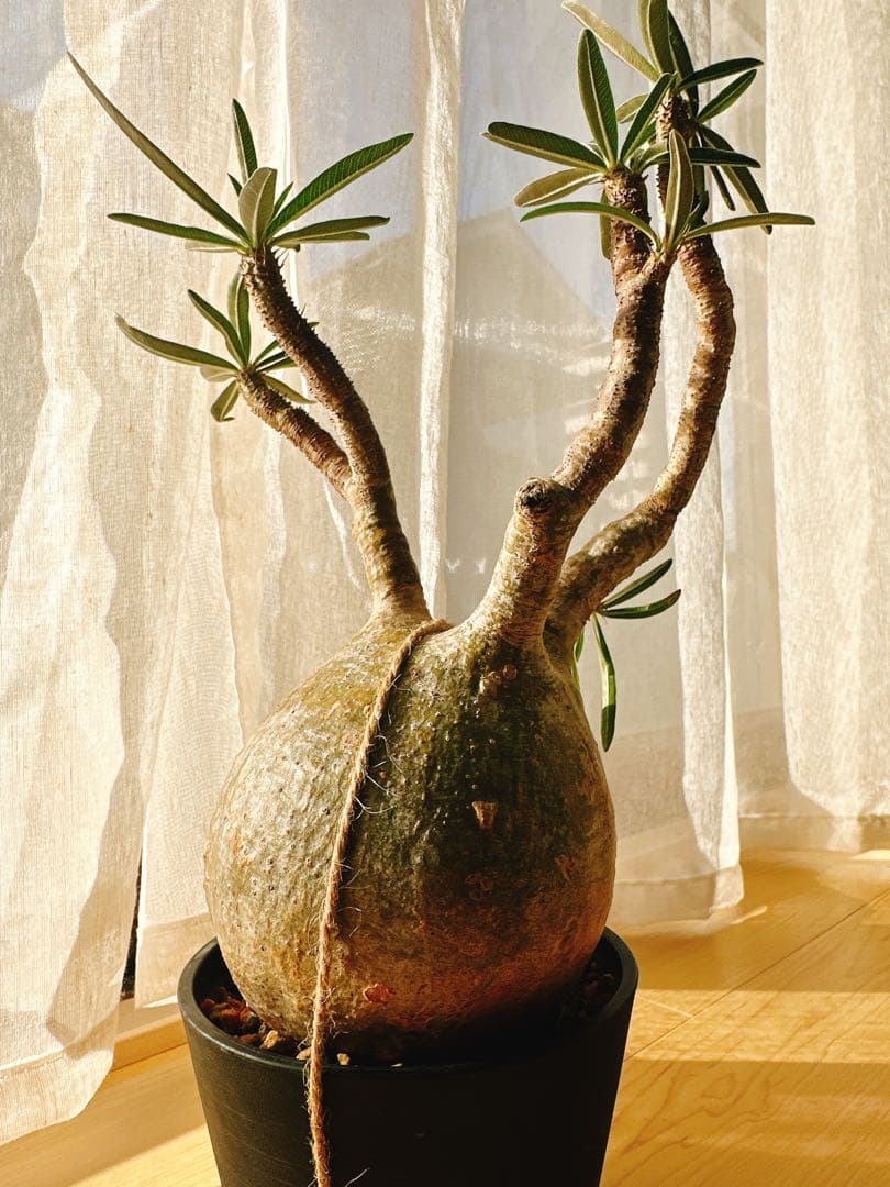 パキポディウム・グラキリス　現地球