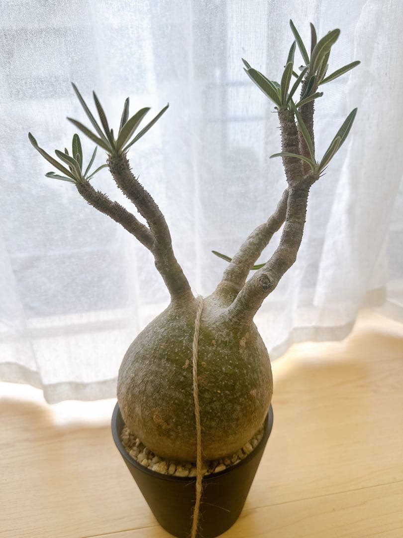 パキポディウム・グラキリス　現地球