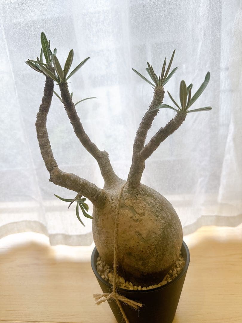 パキポディウム・グラキリス　現地球