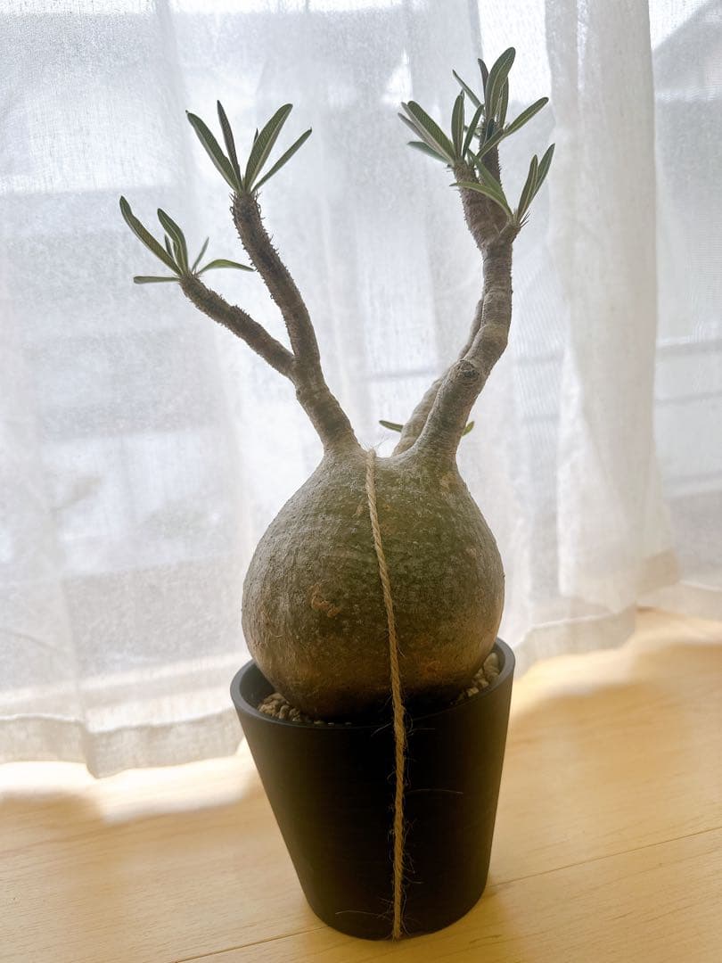 パキポディウム・グラキリス　現地球