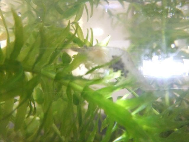 和竿　竹竿　タナゴ竿　65ーＡ12