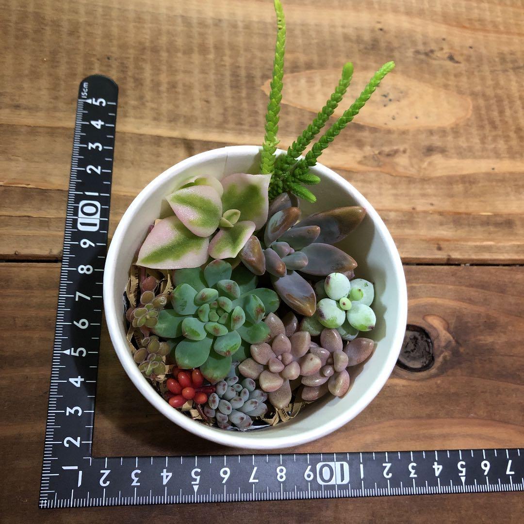 多肉植物　カット苗　気まぐれセット