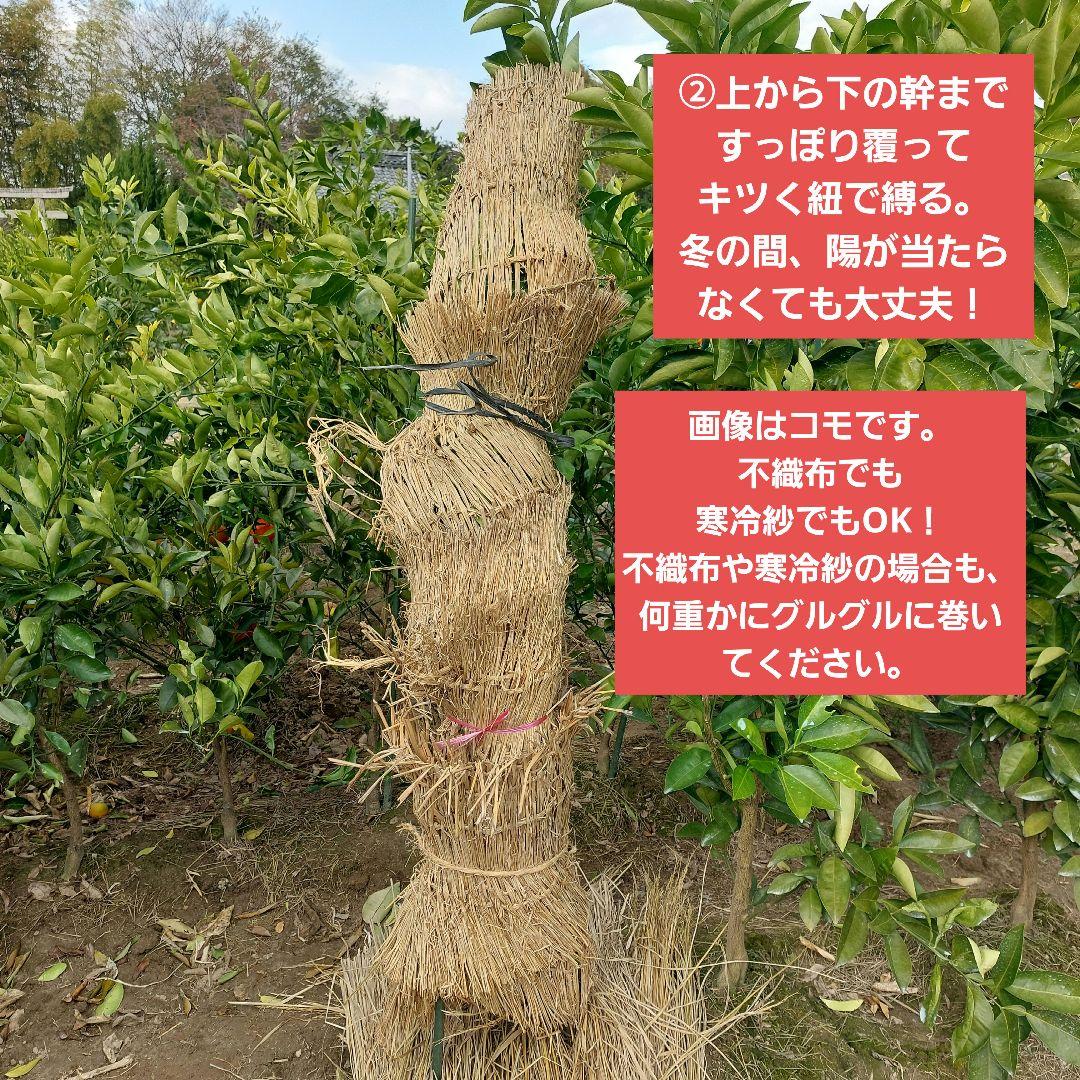 苗木専用 問い合わせページ 10月より再開...♪*゜冬の防寒対策参考画像あり