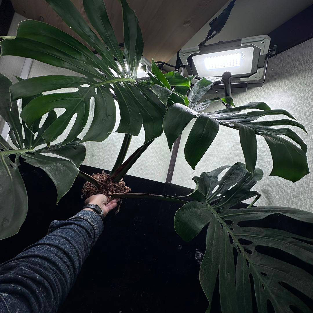 d*a様 モンステラデリシオーサマクロコズム超希少系統鉢植え84㎝