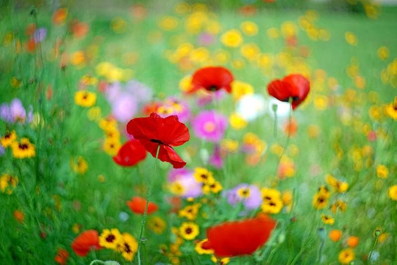 12　未使用　ぐるぐるボケレンズ　ヘリオス　44-2　M42アダプター付