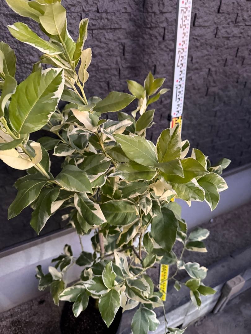 ピンクレモネード 6年生 中型果樹 黒鉢 植木