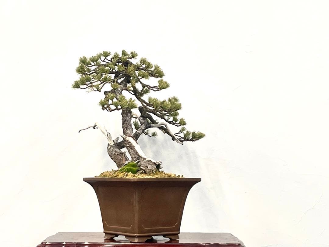 三河盆栽　五葉松　盆栽