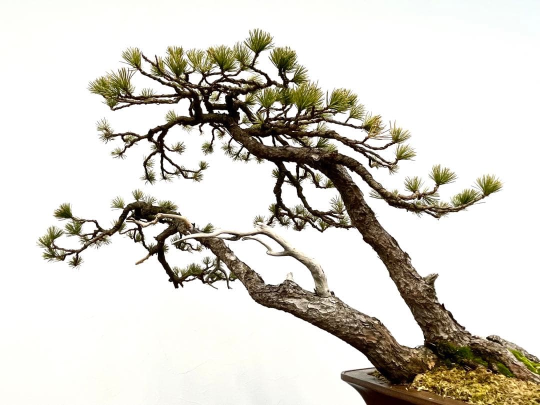 三河盆栽　五葉松　盆栽