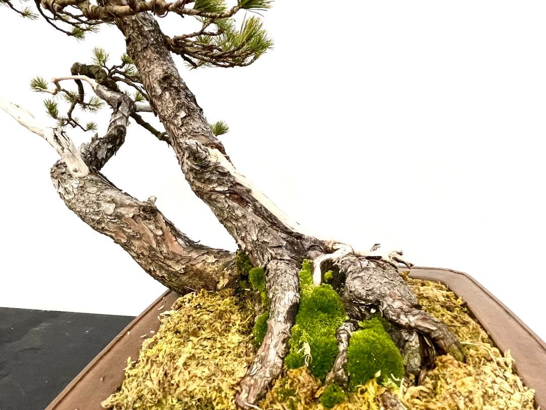 三河盆栽　五葉松　盆栽