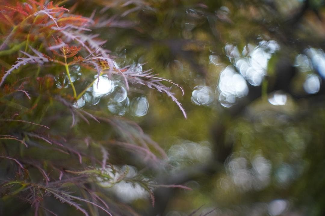 024Kodak Ektar 25mm f 1.9 コダック・エクター25ミリ