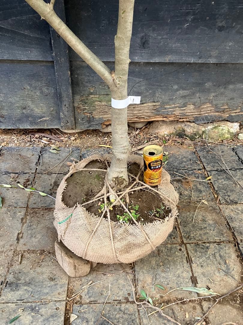 1 希少　オリーブの木　カヨンヌ