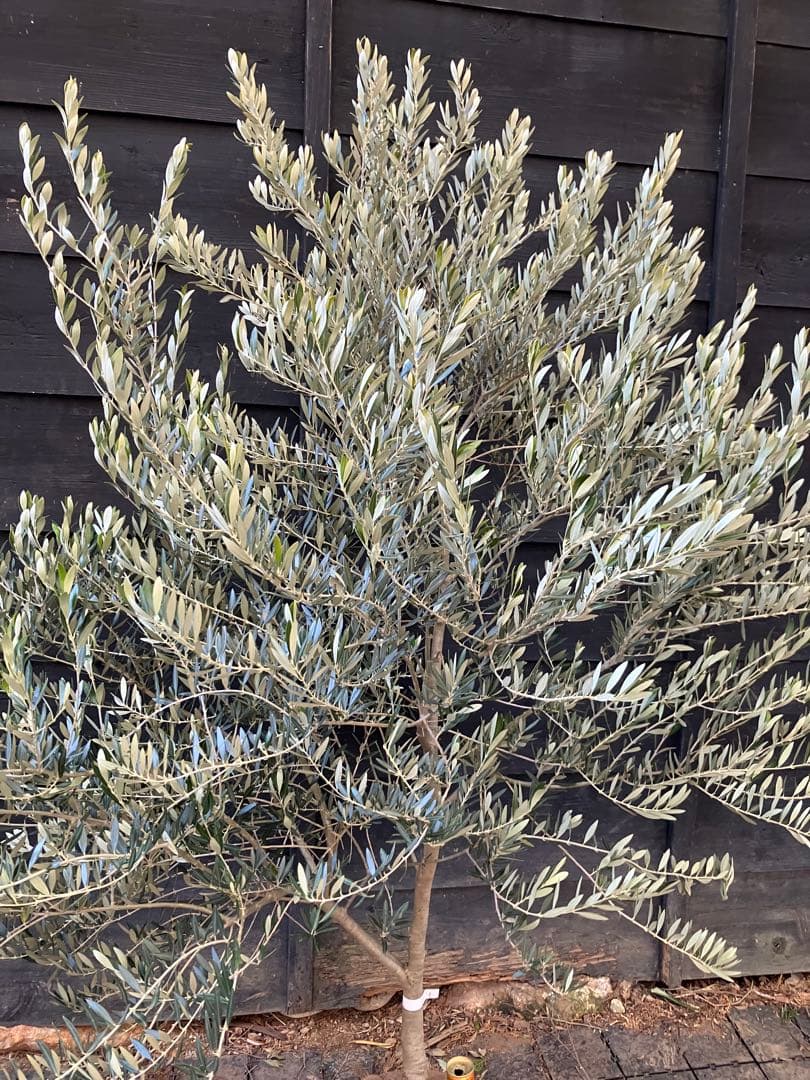 1 希少　オリーブの木　カヨンヌ