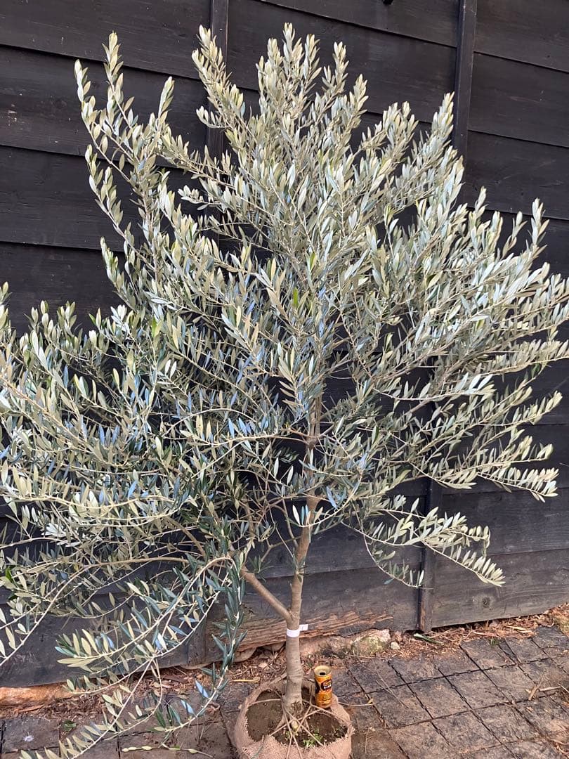 1 希少　オリーブの木　カヨンヌ