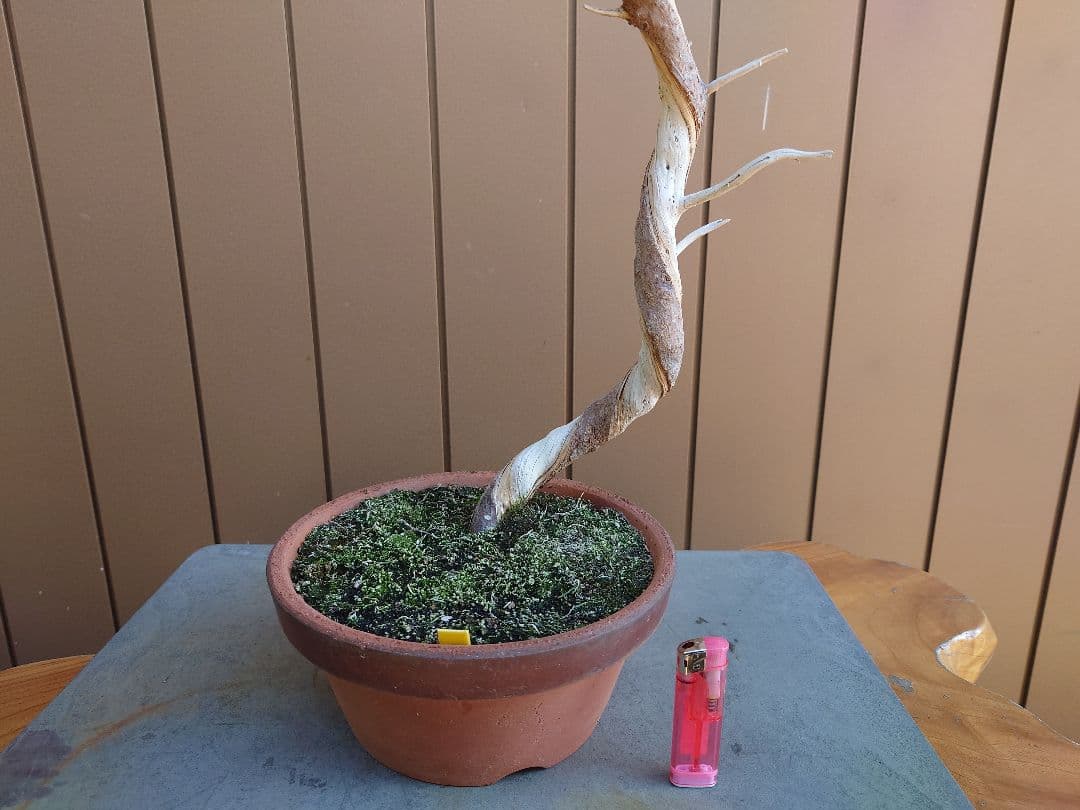 盆栽　糸魚川真柏　樹高73cm