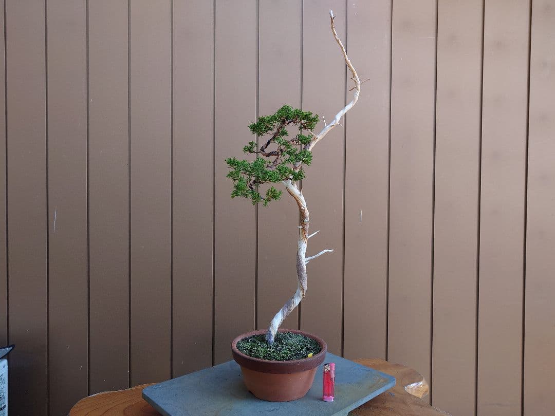 盆栽　糸魚川真柏　樹高73cm