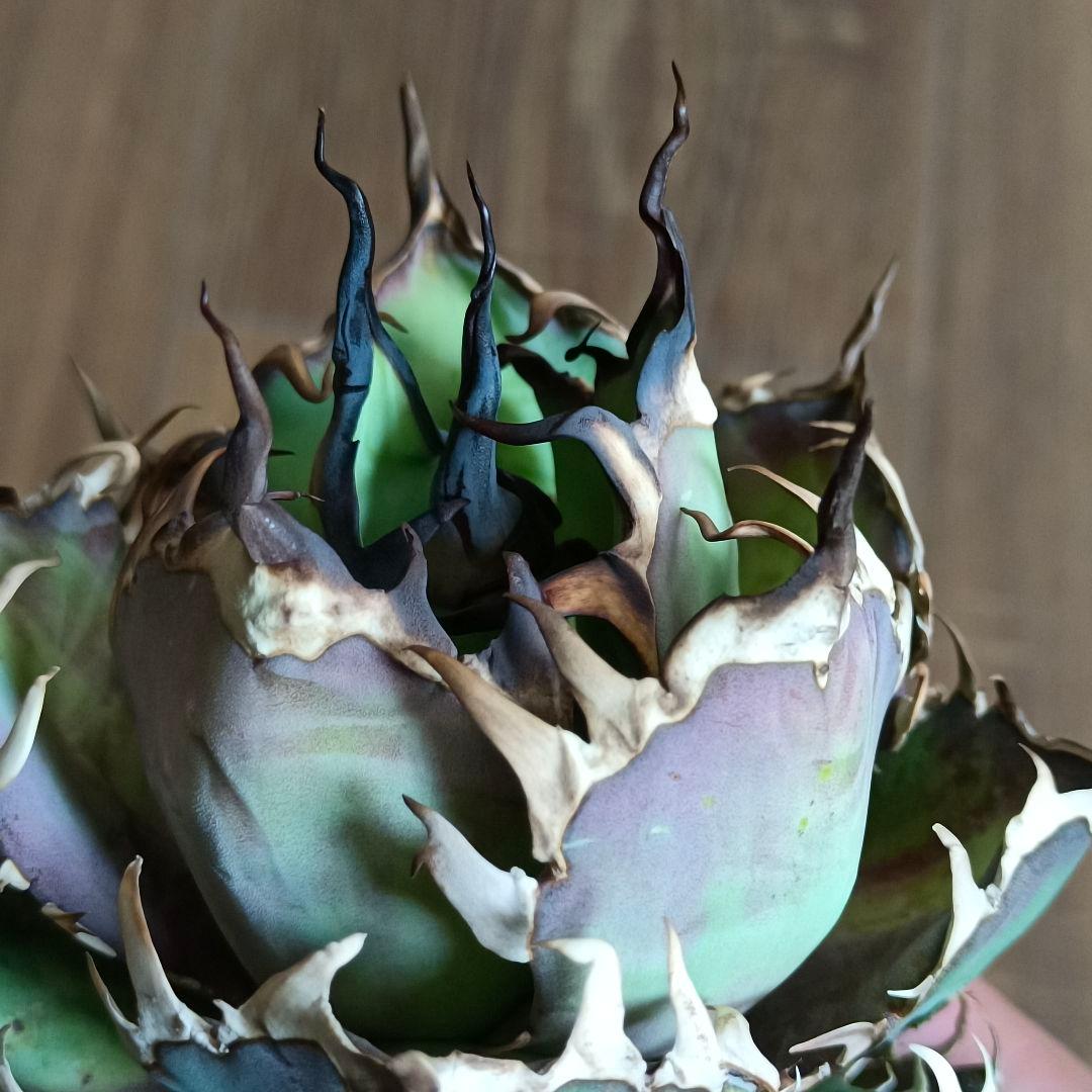 A299 特選アガベ チタノタ Hadesハデス恐竜牙歯陽炎狂棘 極上大株