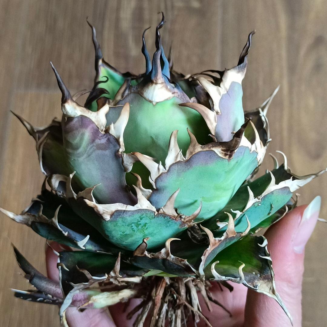 A299 特選アガベ チタノタ Hadesハデス恐竜牙歯陽炎狂棘 極上大株