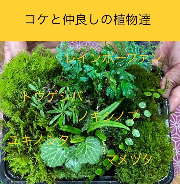 苔の種類　日替わり豪華コケ弁当