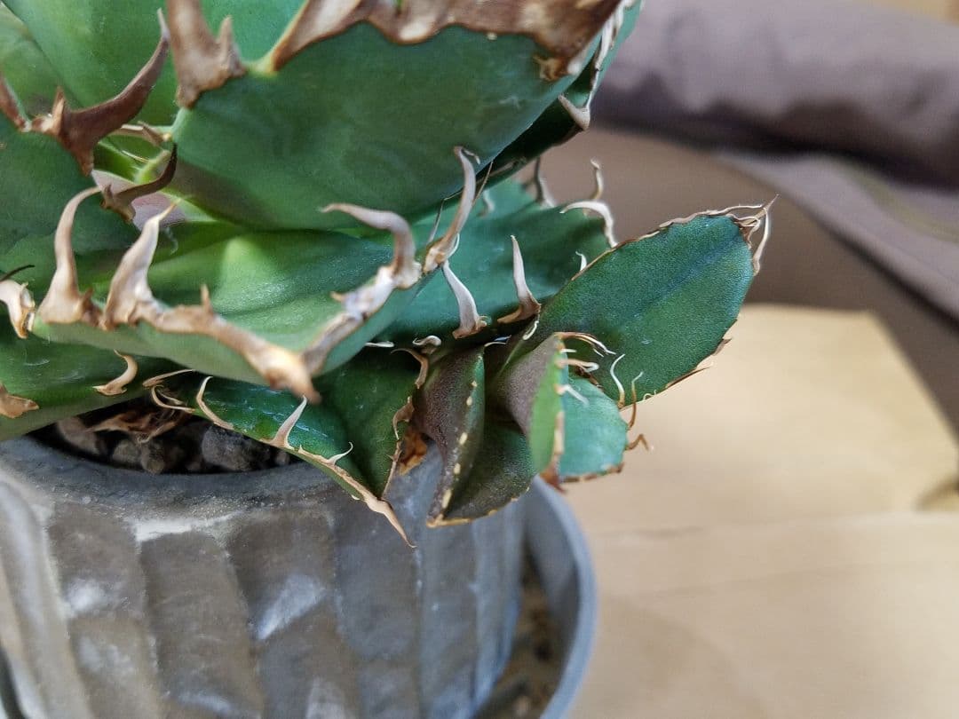 アガベ チタノタ シーザー ドワーフ 子株付 OC株 オアハカ オテロイ 白鯨