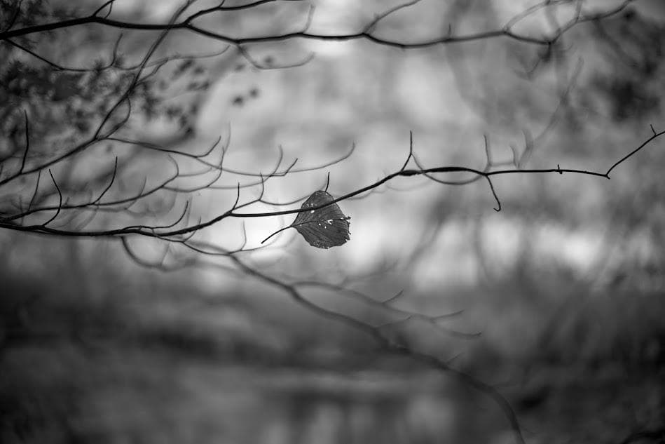 ライカ LEICA NOCTILUX-M 1:1.2/50 ASPH.