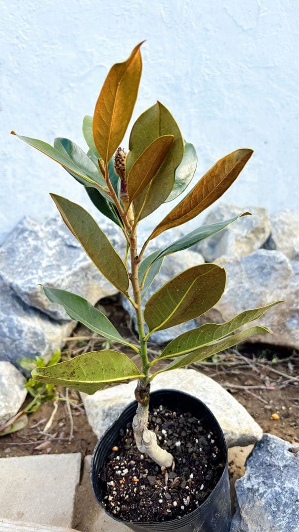 花がら付きリトルジェム55cm(鉢底から)品番B