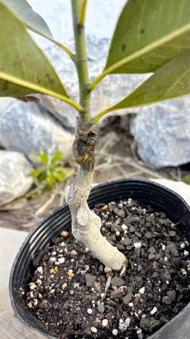 花がら付きリトルジェム55cm(鉢底から)品番B