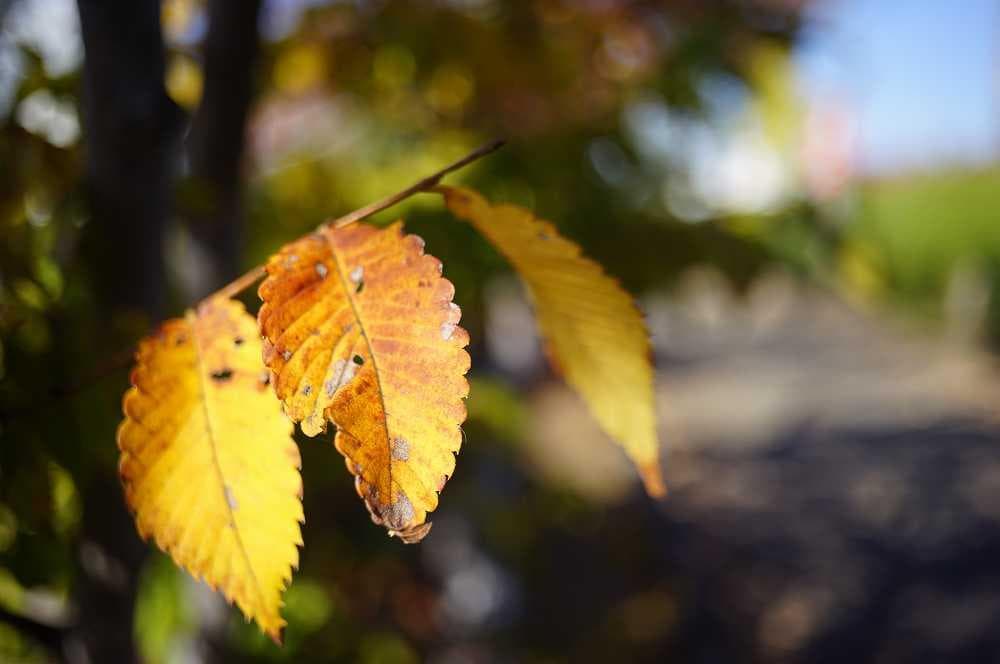 改造レンズ　D.zuiko-w F.C. 3.5cm F3.5