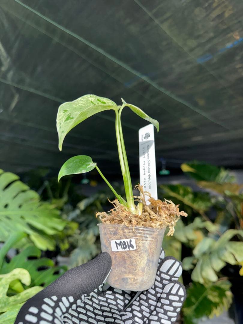 MB16モンステラ　デリシオーサ　ベトシオーサ　2寸ポリポット　ネコポス発送