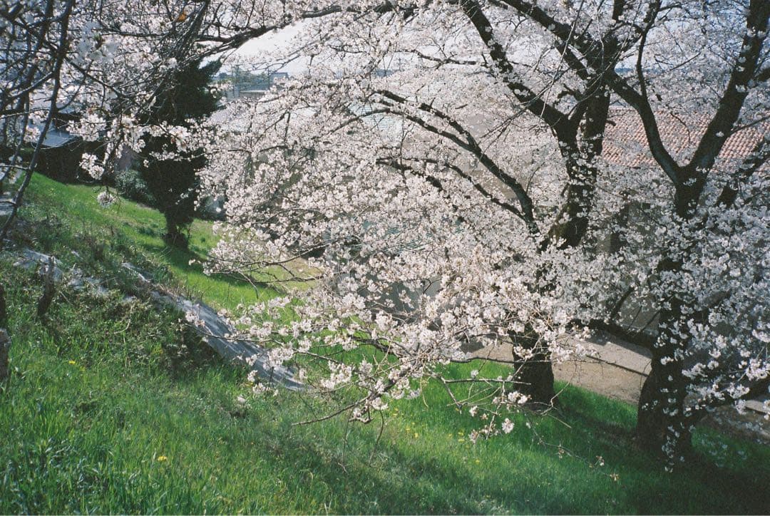 【撮影済み】CANON Autoboy TELE コンパクトフィルムカメラ