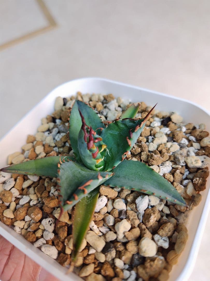 エボリスピナ✕BB　ハイブリッドアガベ